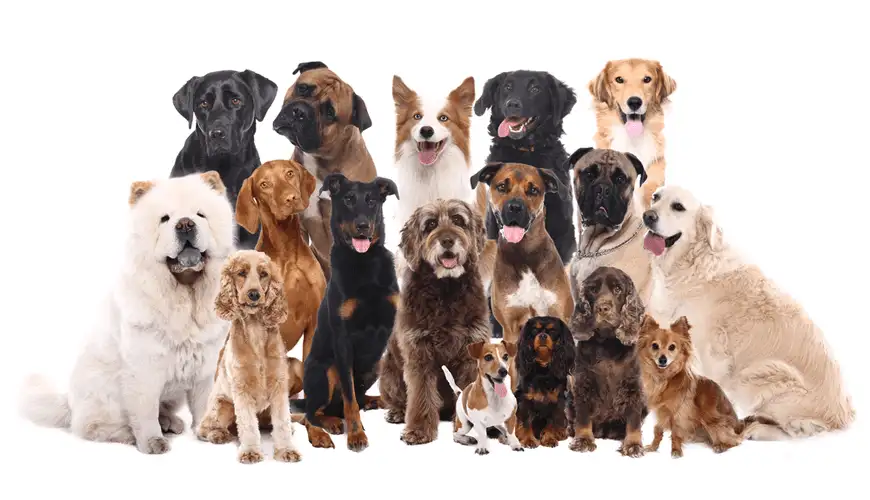 dog-breeder-3